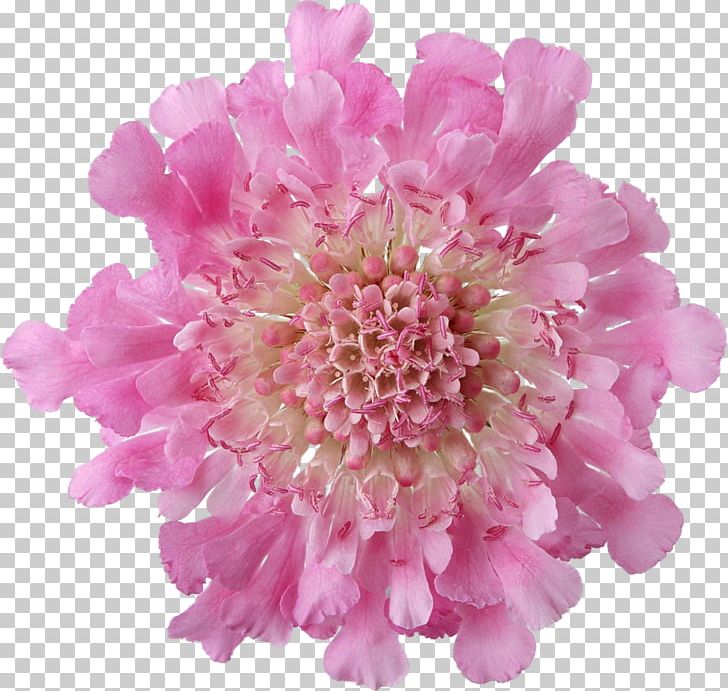 Pink Flowers Desktop PNG, Clipart, Chrysanths, Color, Cut Flowers, Dahlia, Desktop Wallpaper Free PNG Download