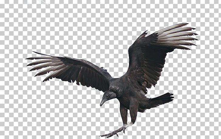 Bald Eagle Fauna Beak Feather PNG, Clipart, Accipitriformes, Bald Eagle, Beak, Bird, Bird Of Prey Free PNG Download