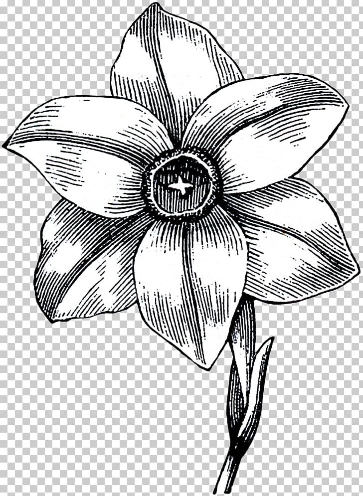 Flower Black And White Monochrome Photography Drawing Line Art PNG, Clipart, Artwork, Black And White, Cut Flowers, Drawing, Flora Free PNG Download