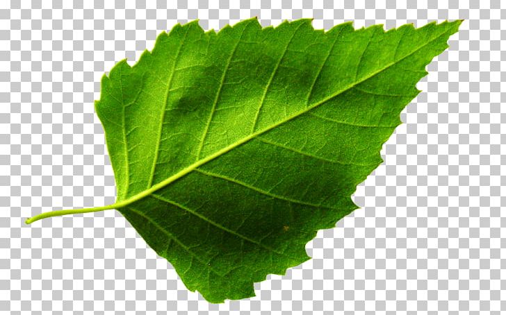 Leaf Plant Morphology Photography Grape Leaves PNG, Clipart, Accor, Gilding, Gold, Gold Leaf, Grape Leaves Free PNG Download
