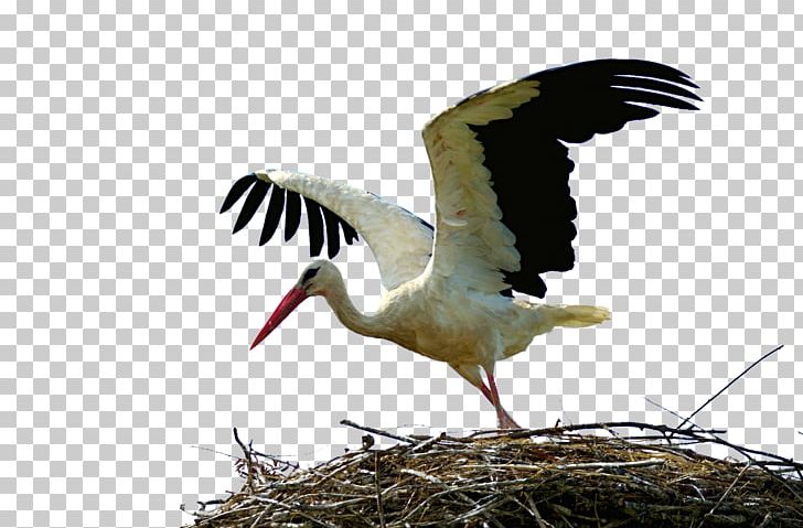 White Stork Bird Crane Wader Animal Migration PNG, Clipart, Animal, Animal Migration, Background White, Bird, Bird Migration Free PNG Download