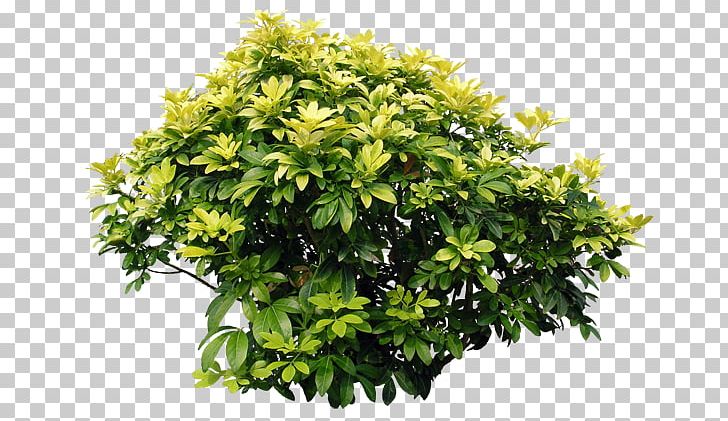 Shrub Bougainvillea Tree PNG, Clipart, Acer Ginnala, Bougainvillea, Box, Bush, Clip Art Free PNG Download