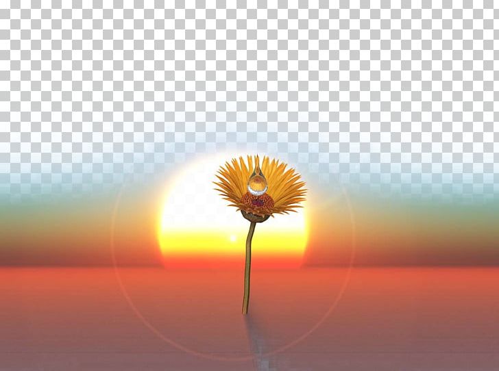 Transvaal Daisy Energy Sunlight Sky PNG, Clipart, Beautiful Girl, Blue, Bones, Computer, Computer Wallpaper Free PNG Download