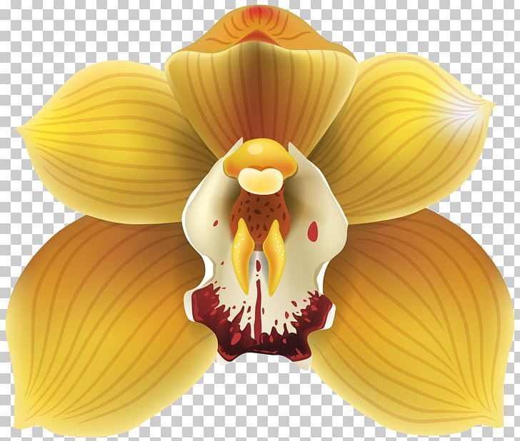 Flower Ansellia Cattleya Orchids Moth Orchids PNG, Clipart,  Free PNG Download
