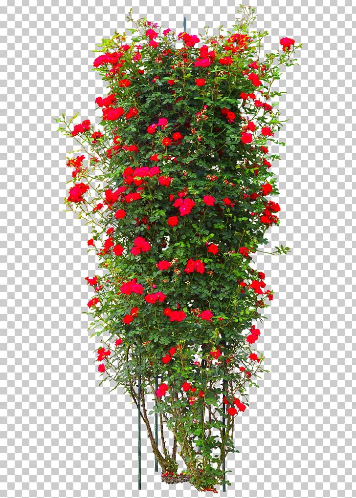 Rose Tree Shrub PNG, Clipart, Aquifoliaceae, Aquifoliales, Branch, Christmas, Christmas Decoration Free PNG Download