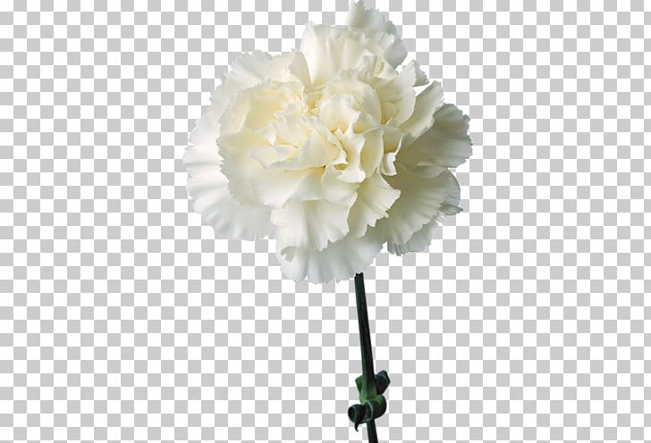 The Green Carnation Birth Flower Cut Flowers PNG, Clipart, Artificial Flower, Birth Flower, Blue, Carnation, Caryophyllaceae Free PNG Download