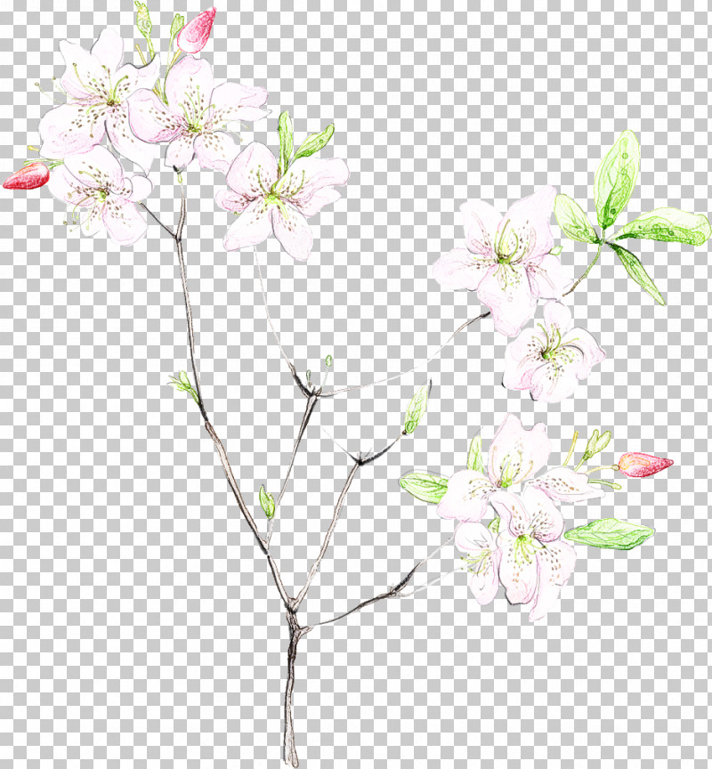 Cherry Blossom PNG, Clipart, Blossom, Branch, Cherry Blossom, Cut Flowers, Flower Free PNG Download