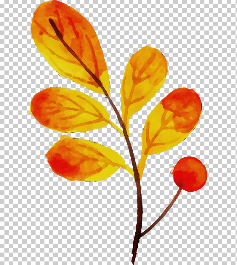 Flower Plant Stem Leaf Petal Branching PNG, Clipart, Biology, Branching, Flower, Leaf, Paint Free PNG Download