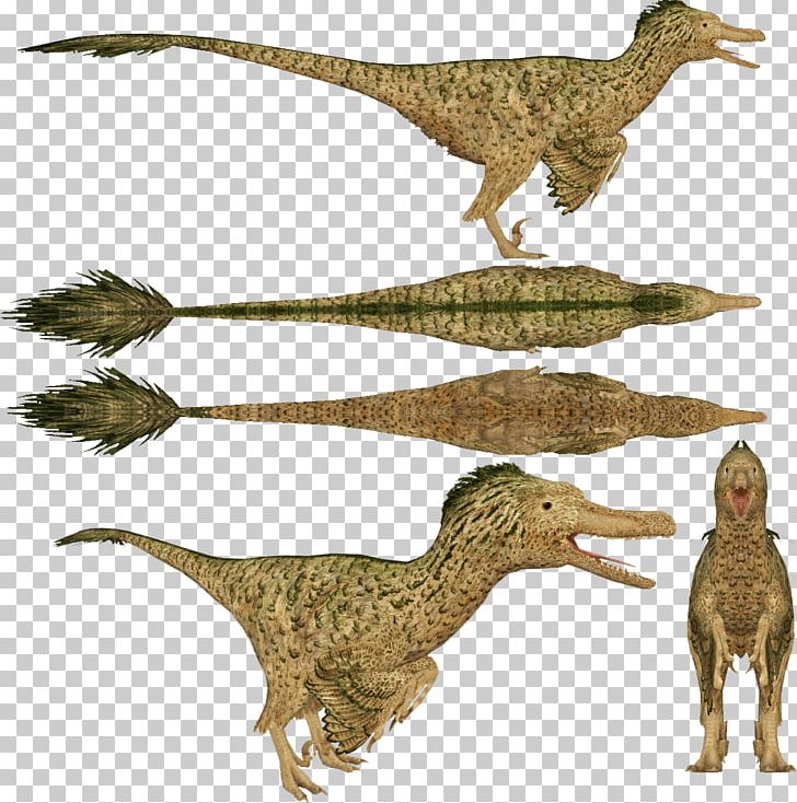 Velociraptor Dromaeosaurus Zoo Tycoon: Dinosaur Digs Utahraptor PNG, Clipart, Animal Figure, Apatosaurus, Beak, Bird, Deinonychus Free PNG Download