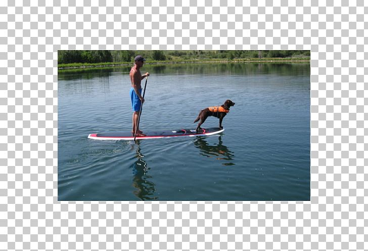 Standup Paddleboarding Paddle Board Yoga Surfing PNG, Clipart, Boardsport, Boat, Boating, Pet, Recreation Free PNG Download