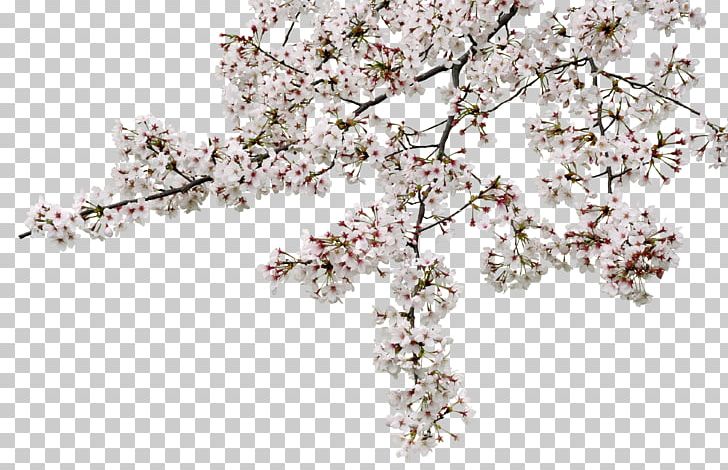 Cherry Blossom Yoshino Cherry Photography PNG, Clipart, Blossom, Body Jewellery, Body Jewelry, Branch, Cherry Free PNG Download