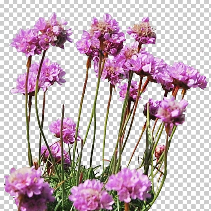 Flower PhotoScape Plant PNG, Clipart, Cut Flowers, Deviantart, Download, English Lavender, Flower Free PNG Download