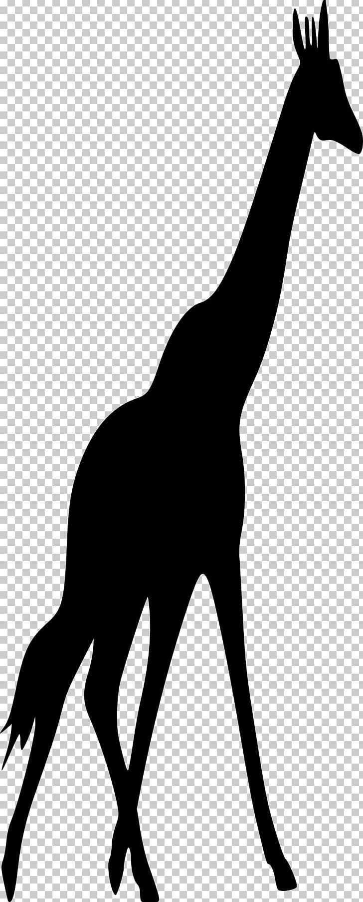 Giraffe Silhouette Drawing PNG, Clipart, 300 Dpi, Animals, Arts, Black And White, Computer Icons Free PNG Download