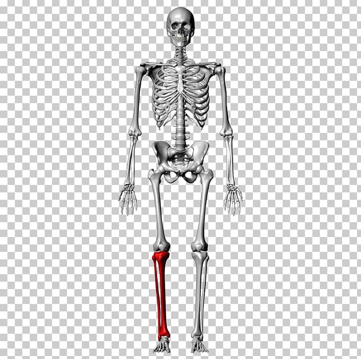 Bone Fibula Human Skeleton Tibia Femur PNG, Clipart, Anatomy, Arm, Bone, Costume Design, Fantasy Free PNG Download