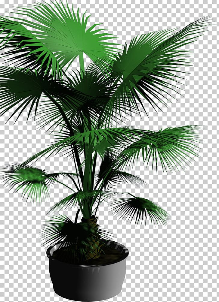 Bonsai Template Flowerpot Tree PNG, Clipart, Arecales, Borassus Flabellifer, Christmas Tree, Coconut, Computeraided Design Free PNG Download