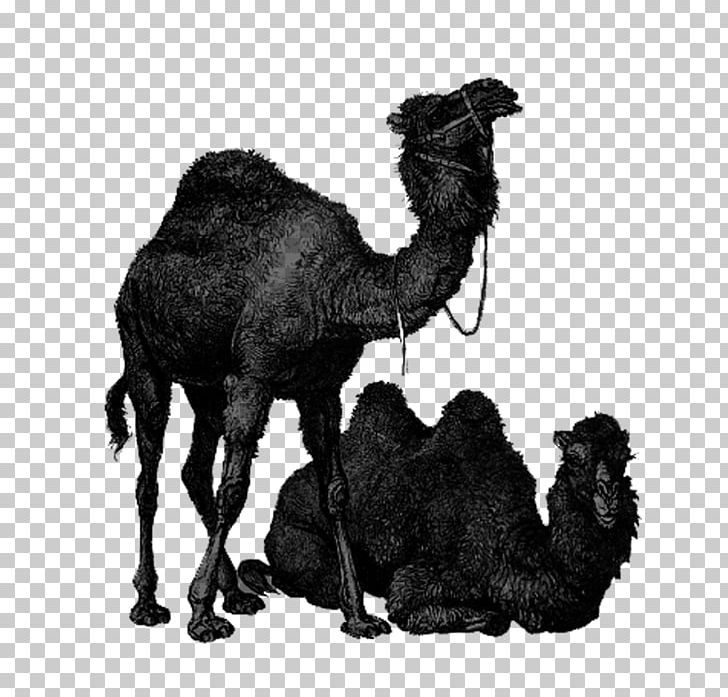 Dromedary Bactrian Camel Australian Feral Camel Lixe7oes De Arabe: UM GUIA PARA INICIANTES PNG, Clipart, Animal, Animals, Arabian Camel, Black, Black Free PNG Download
