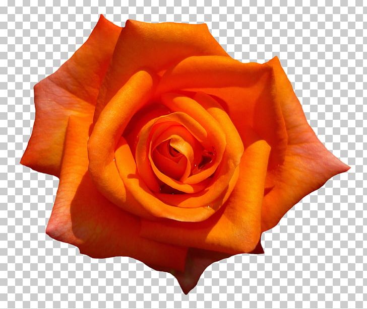 Garden Roses Flower PNG, Clipart, Blume, Closeup, Cut Flowers, Desktop Wallpaper, Flower Free PNG Download