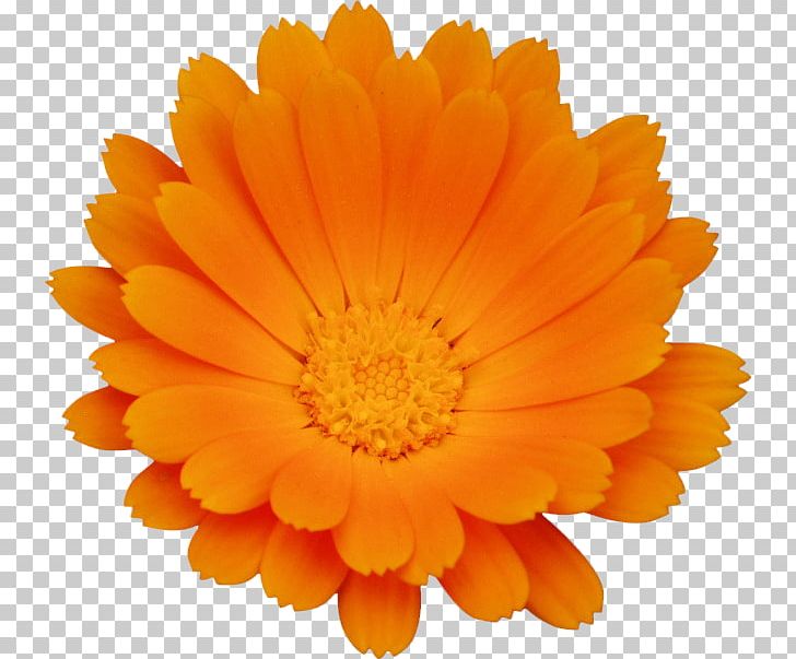Calendula Officinalis Flower Chrysanthemum Orange PNG, Clipart, Annual Plant, Calendula, Chrysanthemum Chrysanthemum, Chrysanthemum Flowers, Chrysanthemums Free PNG Download