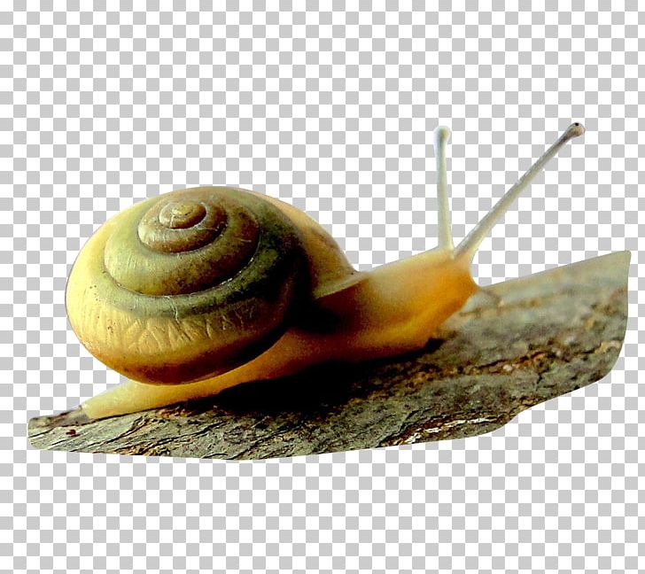 Orthogastropoda Snail Nudibranch Bolinus Brandaris PNG, Clipart, Animal, Animals, Big Stone, Biology, Bolinus Brandaris Free PNG Download