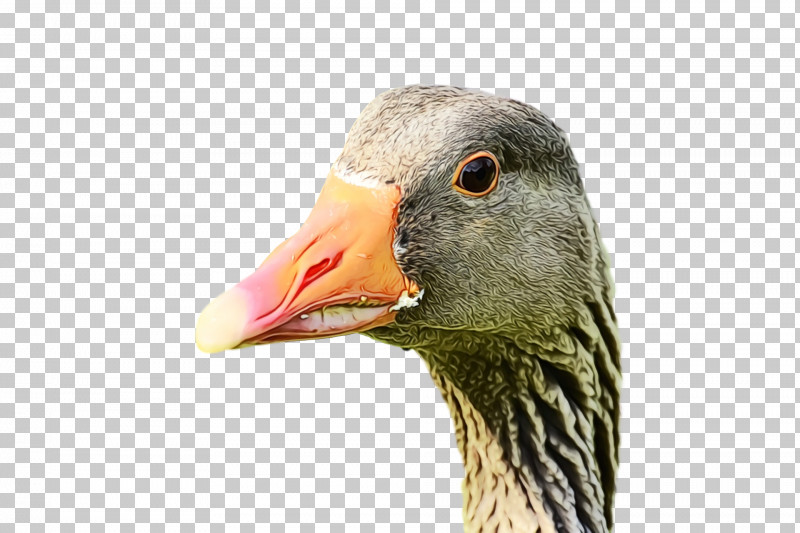 Bird Beak Goose Water Bird Ducks, Geese And Swans PNG, Clipart, Animal, Beak, Bird, Closeup, Duck Free PNG Download