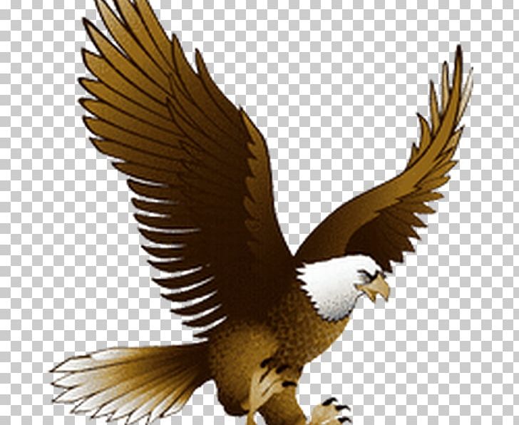 Bald Eagle Portable Network Graphics Golden Eagle PNG, Clipart, Accipitriformes, Animals, Bald Eagle, Beak, Bird Free PNG Download
