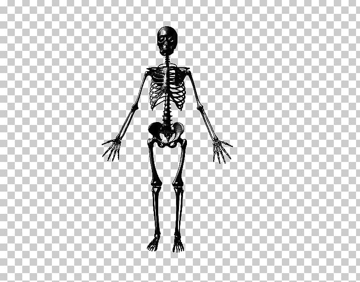 Bone Health Human Skeleton Muscle PNG, Clipart, Arm, Black And White, Body Ache, Bone, Bone Health Free PNG Download