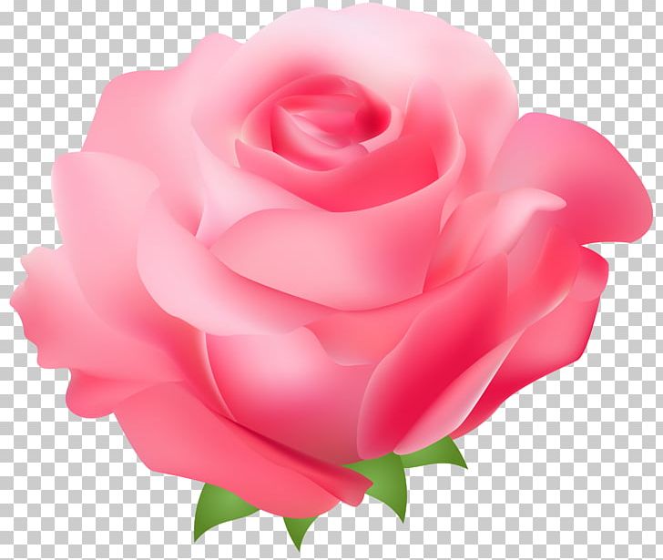 Rose Pink PNG, Clipart, China Rose, Clip Art, Clipart, Closeup, Cut Flowers Free PNG Download