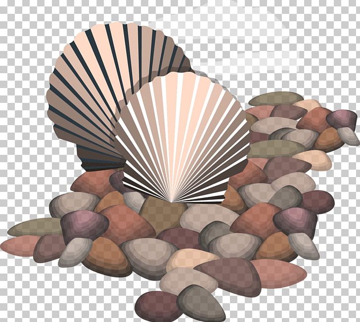 Seashell Euclidean Rock PNG, Clipart, Beach, Beachrock, Cobblestone, Download, Egg Shell Free PNG Download