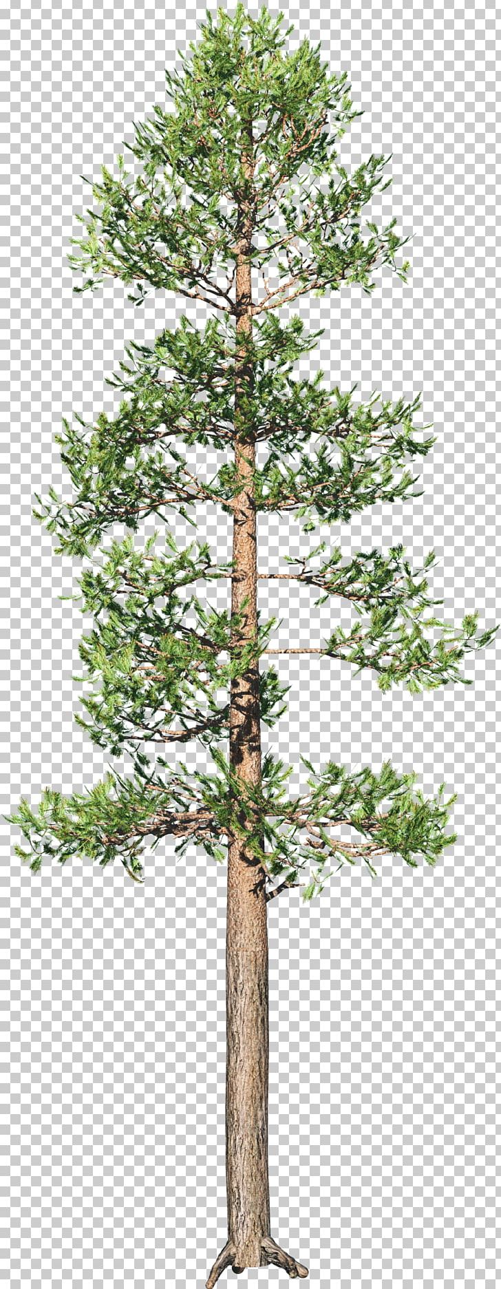 Tree Spruce Branch Conifers Plant PNG, Clipart, Bonsai, Branch, Conifer, Conifers, Evergreen Free PNG Download