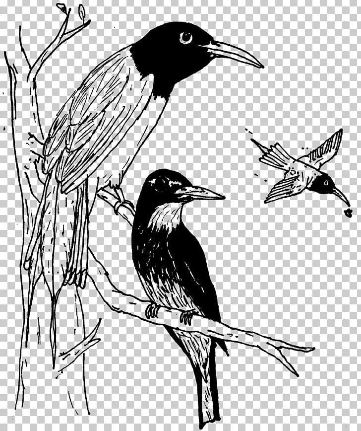 Beak Songbird Fauna Wildlife PNG, Clipart, Art, Beak, Bird, Black And White, Branch Free PNG Download