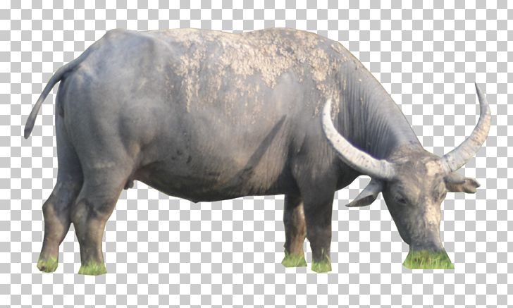 Buffalo Turbine LLC Wiki PNG, Clipart, African Buffalo, American Bison, Animals, Bison, Bull Free PNG Download