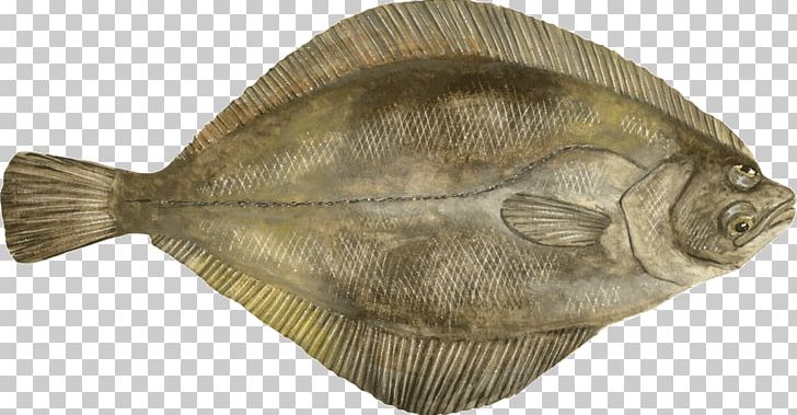Flounder Sole Fauna Tilapia PNG, Clipart, Fauna, Fish, Flatfish, Flounder, Mahimahi Free PNG Download