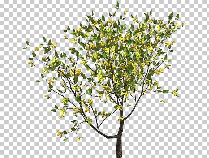 Twig PNG, Clipart, Agac, Agac Resimleri, Branch, Cartoon, Copyright Free PNG Download