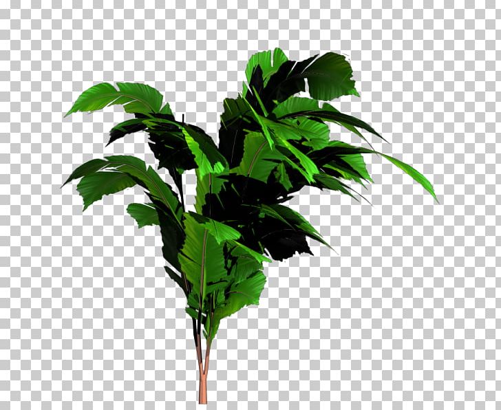 Banana Leaf Tree PNG, Clipart, Arecaceae, Banana, Banana Leaf, Banana Leaves, Branch Free PNG Download