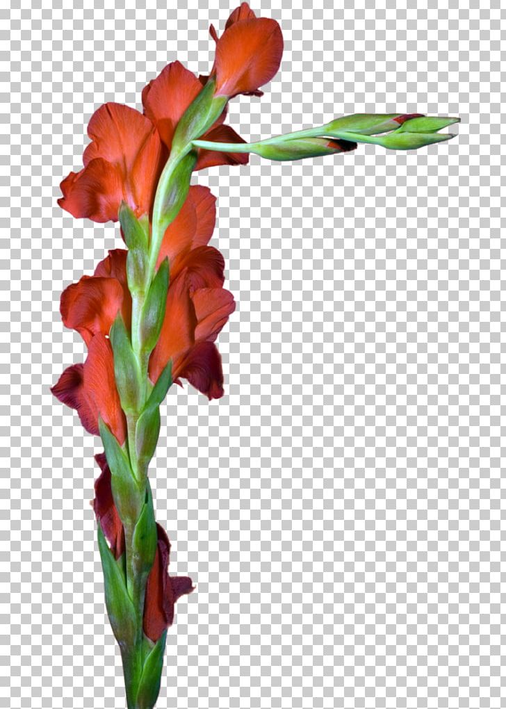 Gladiolus Cut Flowers Floral Design Plant Stem PNG, Clipart, Bud, Dandelion, Floristry, Flower, Flower Arranging Free PNG Download