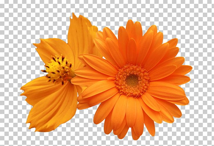 Transvaal Daisy Common Daisy Daisy Family Flower PNG, Clipart, Calendula, Chrysanthemum, Cicek, Cicek Resimleri, Color Free PNG Download