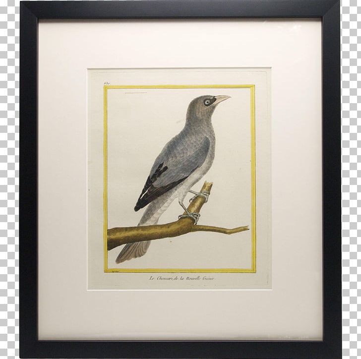 Beak Painting Frames Feather PNG, Clipart, Art, Beak, Bird, Fauna, Feather Free PNG Download