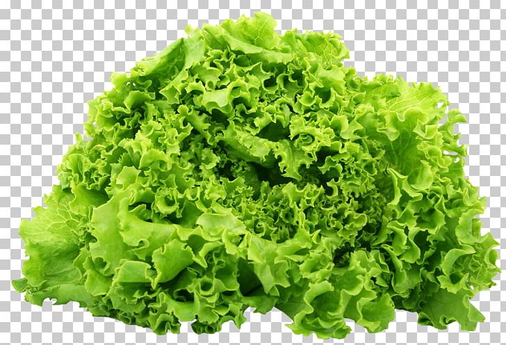 Butterhead Lettuce Romaine Lettuce Vegetarian Cuisine Salad Vegetable PNG, Clipart, Butterhead Lettuce, Celtuce, Endive, Food, Green Lettuce Free PNG Download