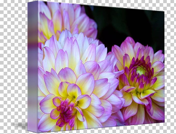 Dahlia Floristry Chrysanthemum Petal PNG, Clipart, Aster, Chrysanthemum, Chrysanths, Dahlia, Dahlia Watercolor Free PNG Download