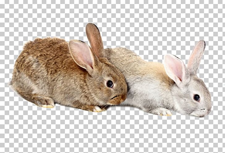Domestic Rabbit European Hare PNG, Clipart, Albom, Animal, Animal Bunny, Animals, Brown Free PNG Download