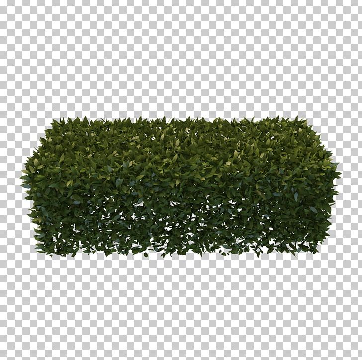 Hedge Shrub Box Three-dimensional Space PNG, Clipart, 3d Computer Graphics, Background Process, Box, Computer Icons, Download Free PNG Download