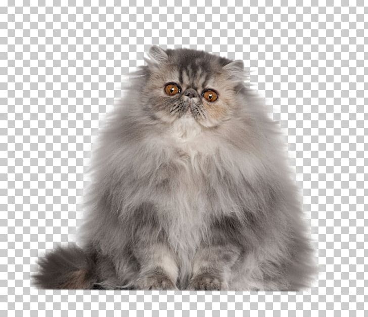 Persian Cat Siamese Cat Himalayan Cat Kitten Tortoiseshell Cat PNG, Clipart, Animals, Asian Semi Longhair, Blue, Breed, British  Free PNG Download