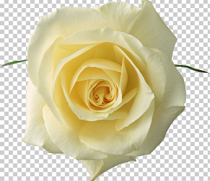 Rose Flower White PNG, Clipart, Color, Cut Flowers, Desktop Wallpaper, Floribunda, Flower Free PNG Download