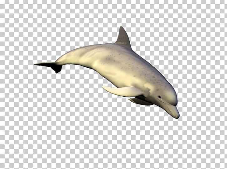 Striped Dolphin Common Bottlenose Dolphin Short-beaked Common Dolphin Tucuxi Rough-toothed Dolphin PNG, Clipart, Biology, Bottlenose Dolphin, Common Bottlenose Dolphin, Fauna, Longbeaked Common Dolphin Free PNG Download