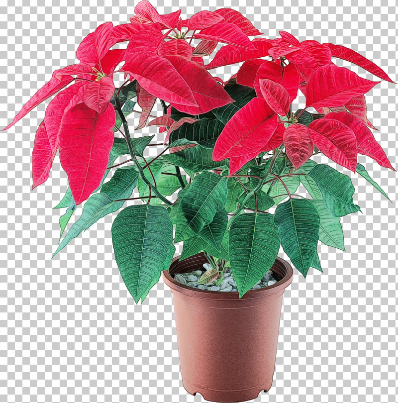 Online Shopping PNG, Clipart, Christmas Day, Flower, Houseplant, Inflorescence, Leroy Merlin Free PNG Download