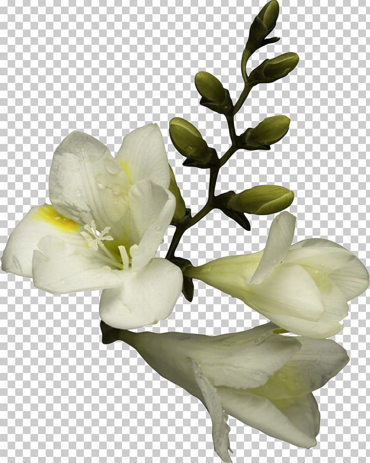 Flower Bouquet PNG, Clipart, Amulet, Arumlily, Branch, Callalily, Cut Flowers Free PNG Download