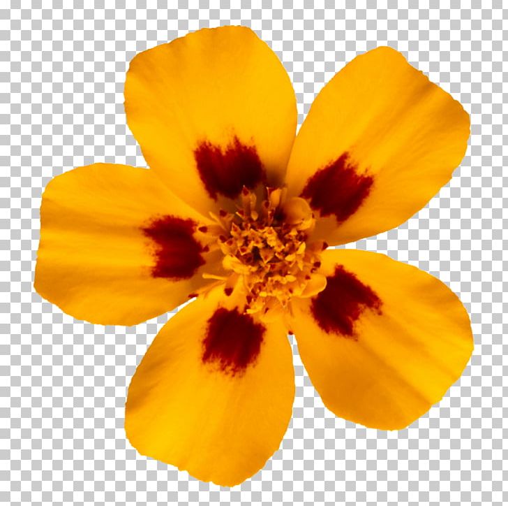 Glebionis Segetum Flower Photography PNG, Clipart, Calendula Officinalis, Cornflower, Cut Flowers, Flower, Flowering Plant Free PNG Download