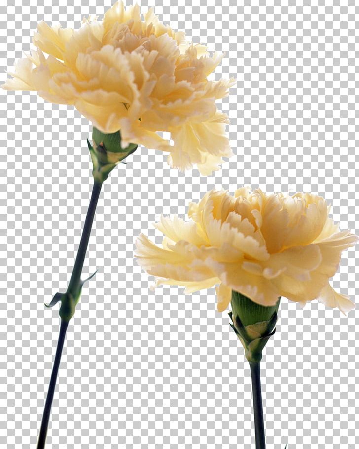 Carnation Birth Flower Yellow Flower Bouquet PNG, Clipart, Annual Plant, Artificial Flower, Birth, Birth Flower, Blue Free PNG Download