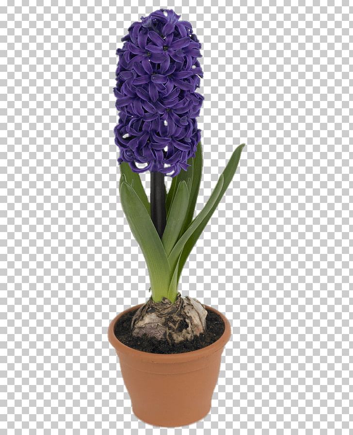 Grape Hyacinth Botany Flower PNG, Clipart, Botany, Bulb, Clip Art, Flower, Flowering Plant Free PNG Download