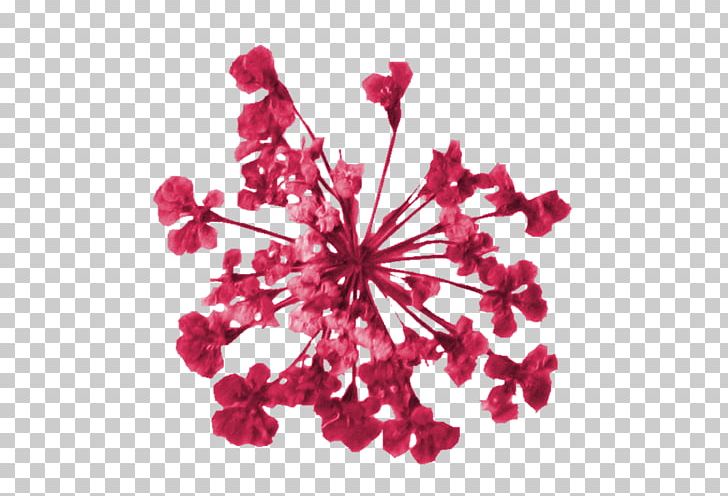 Petal Cut Flowers Floral Design PNG, Clipart, Blossom, Cut Flowers, Flora, Floral Design, Flower Free PNG Download